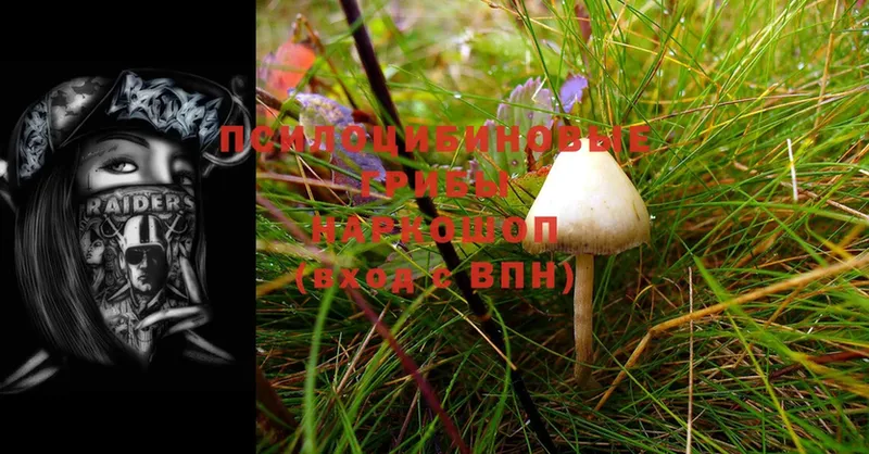 Галлюциногенные грибы Psilocybe  где можно купить   ссылка на мегу   Ершов 